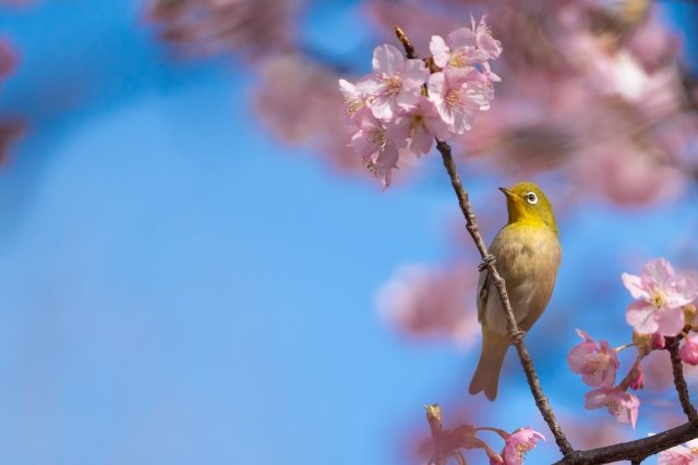 桜の枝に止まっているメジロ（鳥）が、淡いピンク色の花を見つめている様子。背景は青空で、桜の花びらが風に揺れているように見えます。春の風景が広がる、穏やかな雰囲気の写真です。