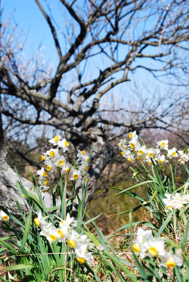 横須賀の田浦梅の里で12月から3月に咲く美しいスイセンの花。背景には梅の木の枝が映る。