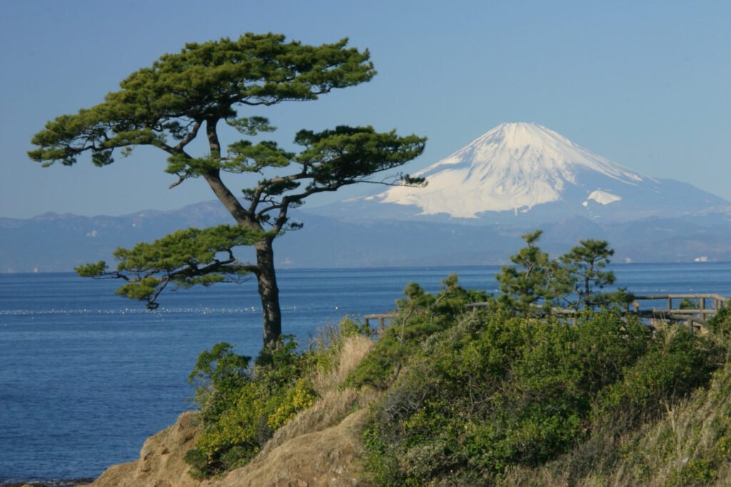 神奈川県横須賀市・立石公園から望む富士山。青い海の向こうに雪化粧した富士山がそびえ、前景には風に揺れる松の木が映える絶景。