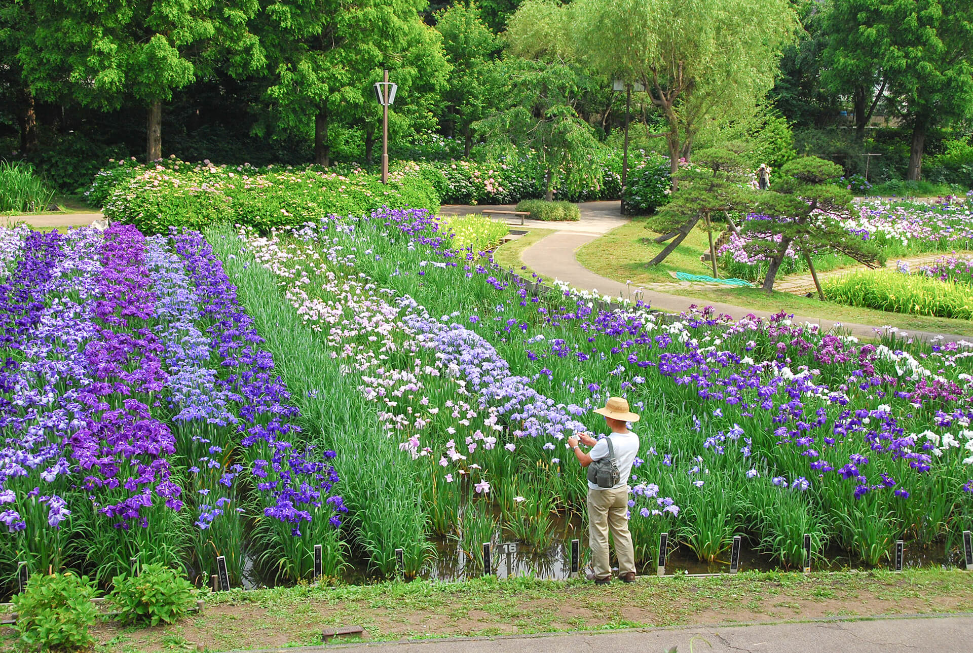 Kanagawa's Yokosuka Shobuen Iris Garden Wisteria Fuji Festival, Enjoy