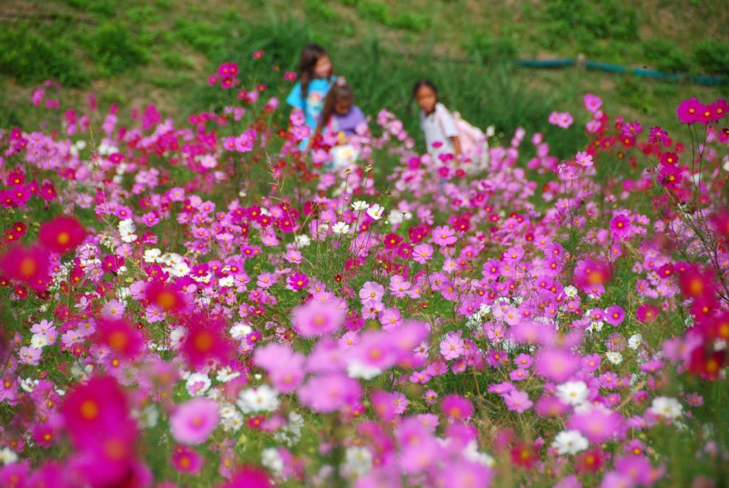 A photo of the cosmos field at Kurihama Flower Park. In the background, three girls can be seen playing, with the sun shining pleasantly down.